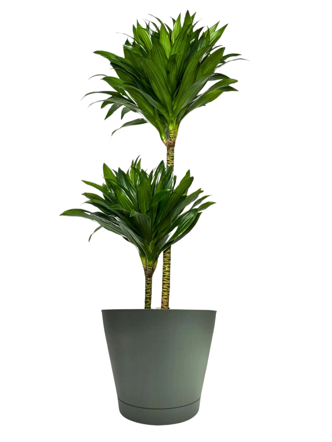 dracaena pianta Dracaena Compacta a Due Tronchi 100 cm Giardini di Giulia — i Giardini di Giulia