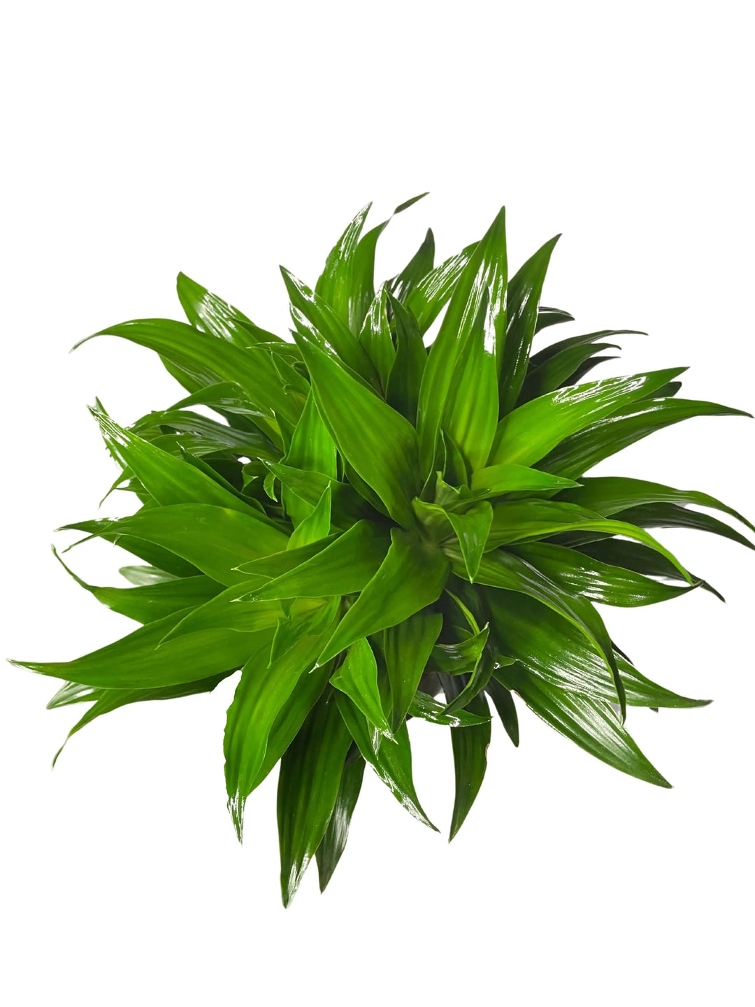 Dracaena Compacta - base dei due tronchi robusti nel vaso