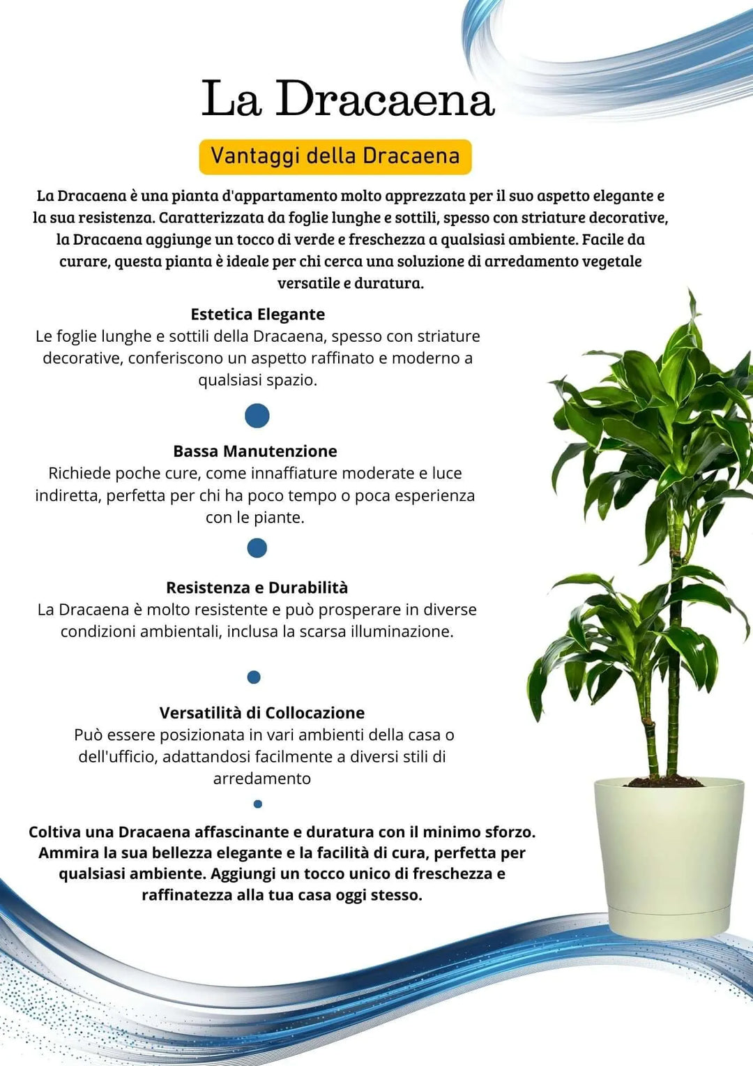 Dracaena Dorado - vaso di plastica incluso, dettaglio della base della pianta