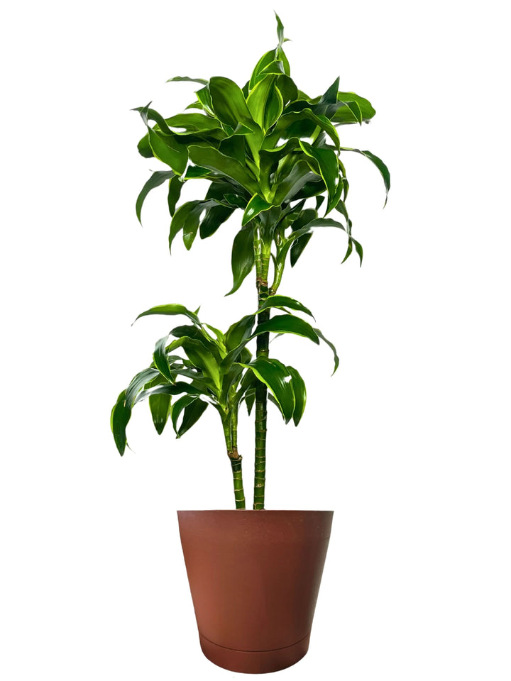 Dracaena Dorado 100 cm - pianta da interno elegante con vaso nero in ambiente moderno