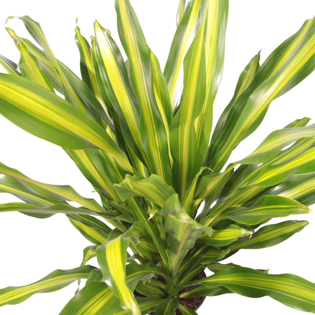 Dracaena Fragrans Burley online - pianta da salotto in vaso nero, per arredamento interno