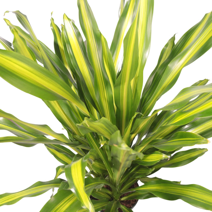 Dracaena Fragrans Burley online - pianta da salotto in vaso nero, per arredamento interno