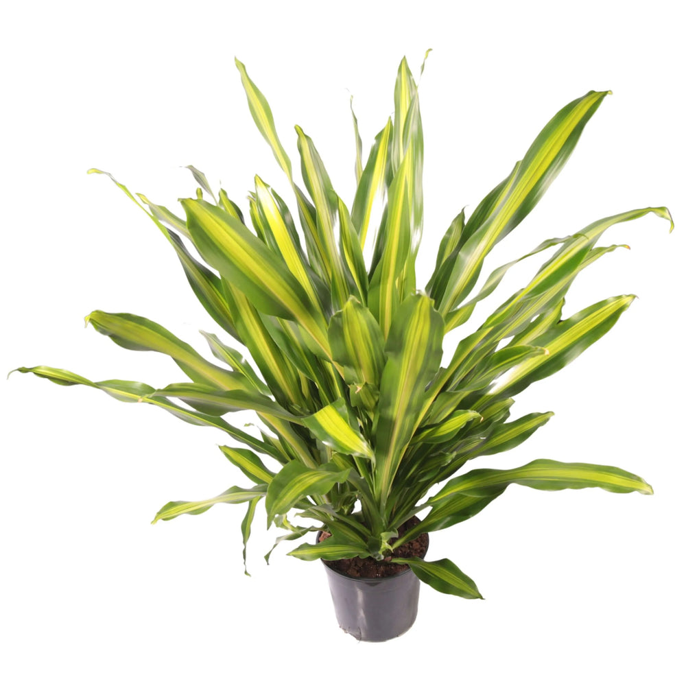 Dracaena Fragrans Burley - dettaglio delle foglie verdi lucide