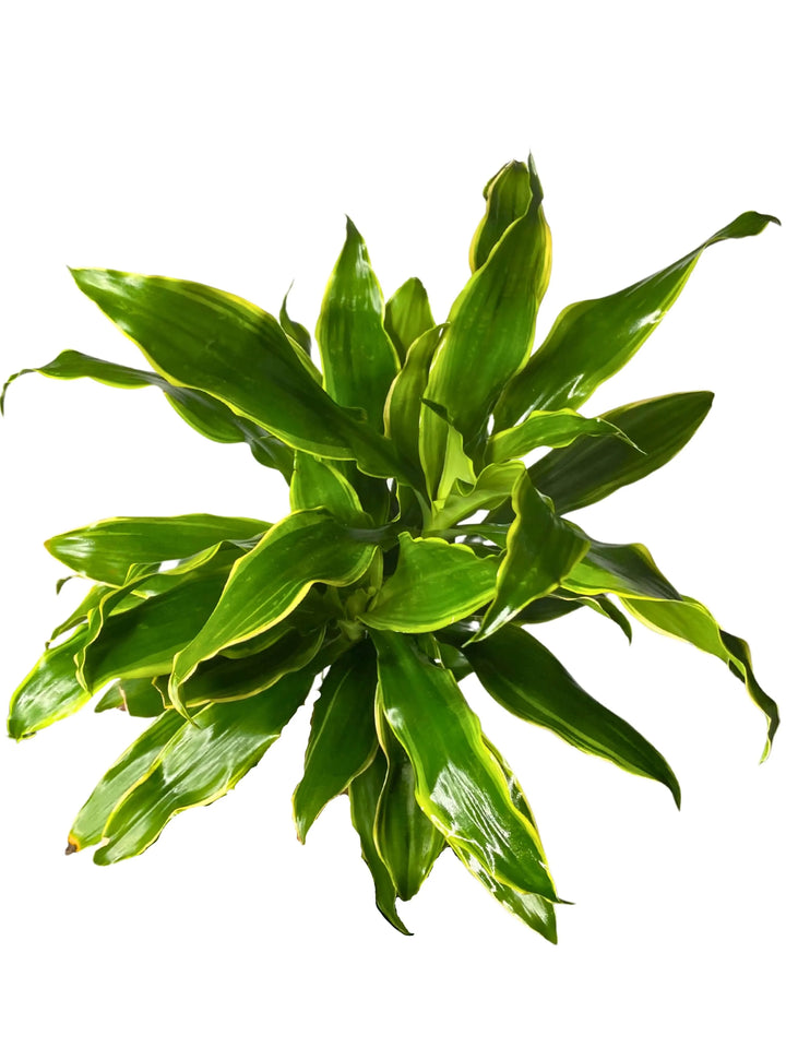 Dracaena Golden Coast - vista ravvicinata del tronco e delle foglie lucide