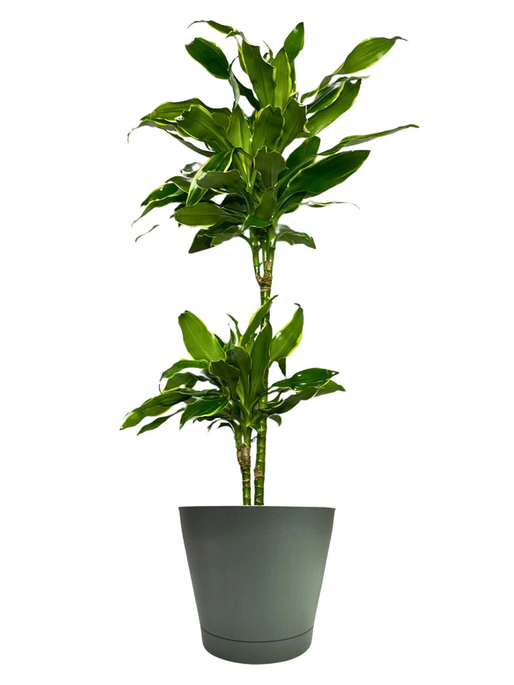 Dracaena Golden Coast - pianta intera alta 100 cm in vaso da 24 cm