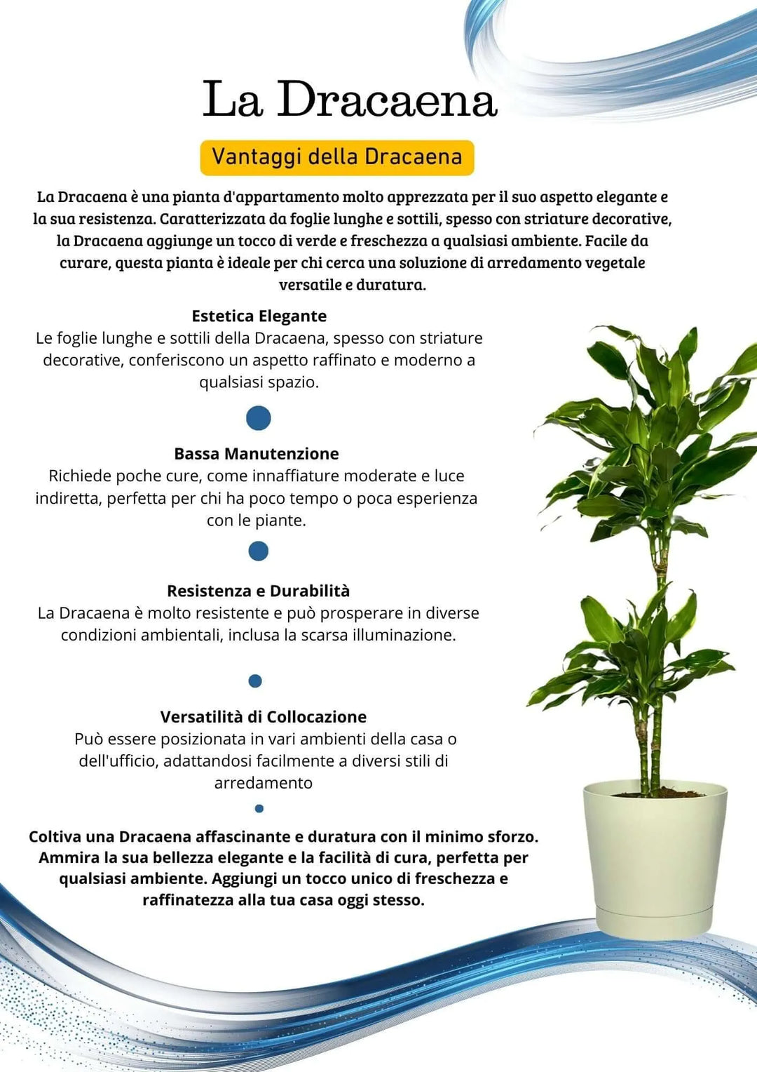 Dracaena Golden Coast - pianta in un ambiente domestico moderno con luce naturale