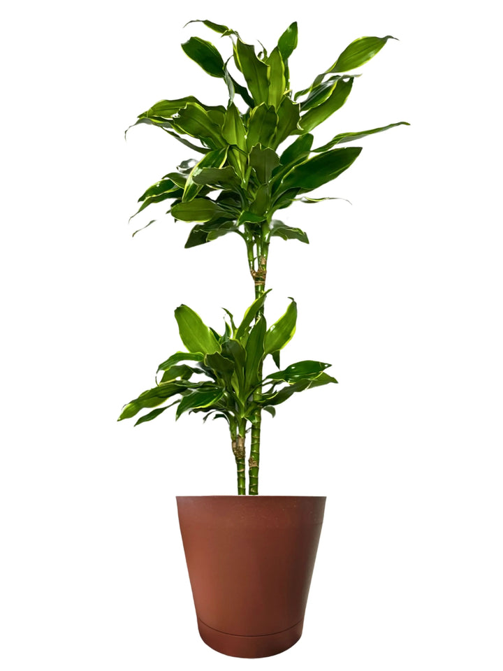 Dracaena Golden Coast - dettaglio delle foglie variegate con bordi gialli