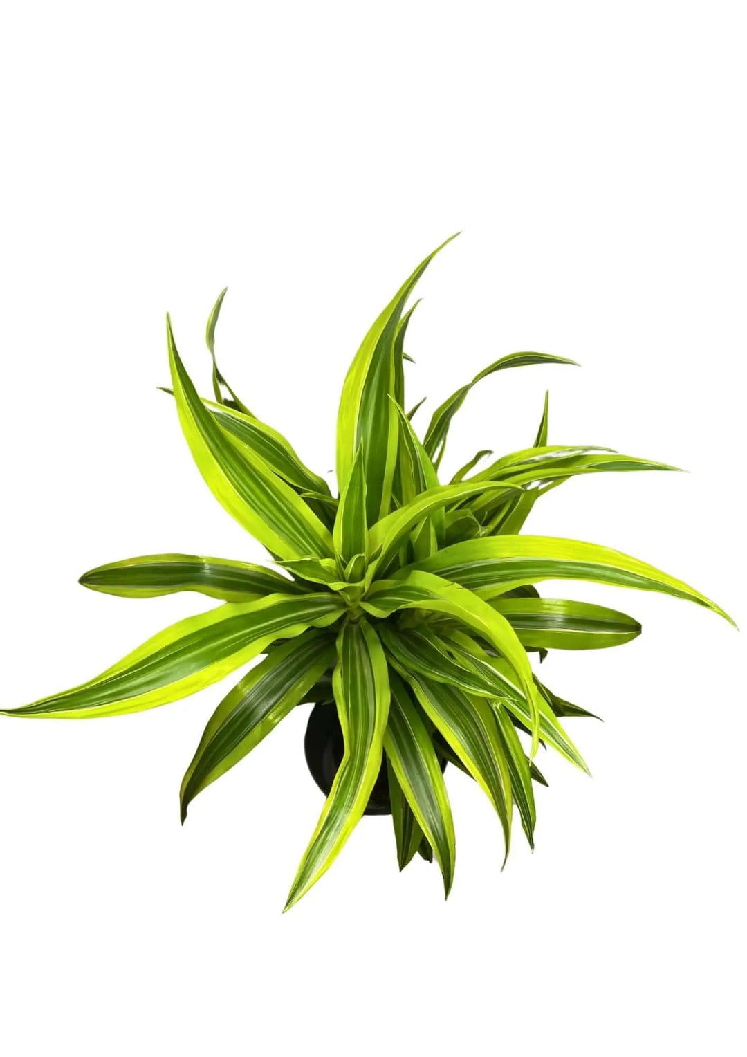 Dracaena Lemon Lime - pianta in vaso bianco, ideale per un arredo casa luminoso