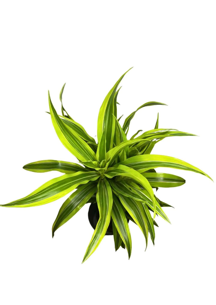 Dracaena Lemon Lime - pianta in vaso bianco, ideale per un arredo casa luminoso