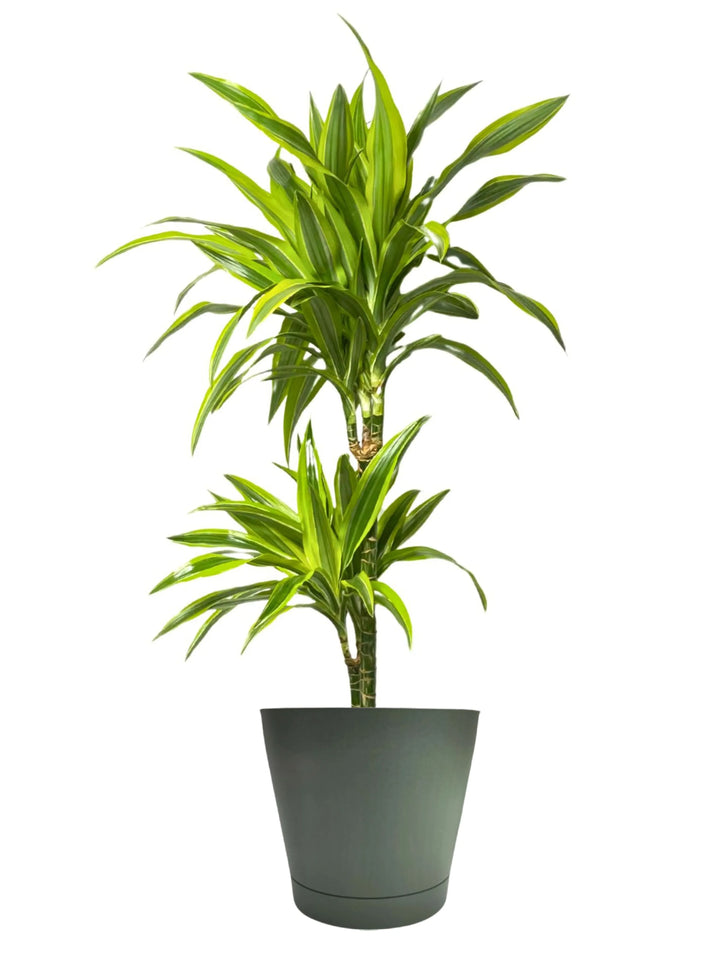 Dracaena Lemon Lime - pianta intera in vaso nero, vista frontale per interni moderni