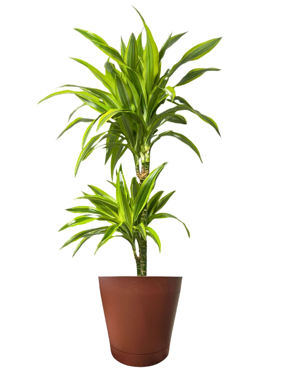 Dracaena Lemon Lime - dettaglio ravvicinato delle foglie variegate verde lime e giallo