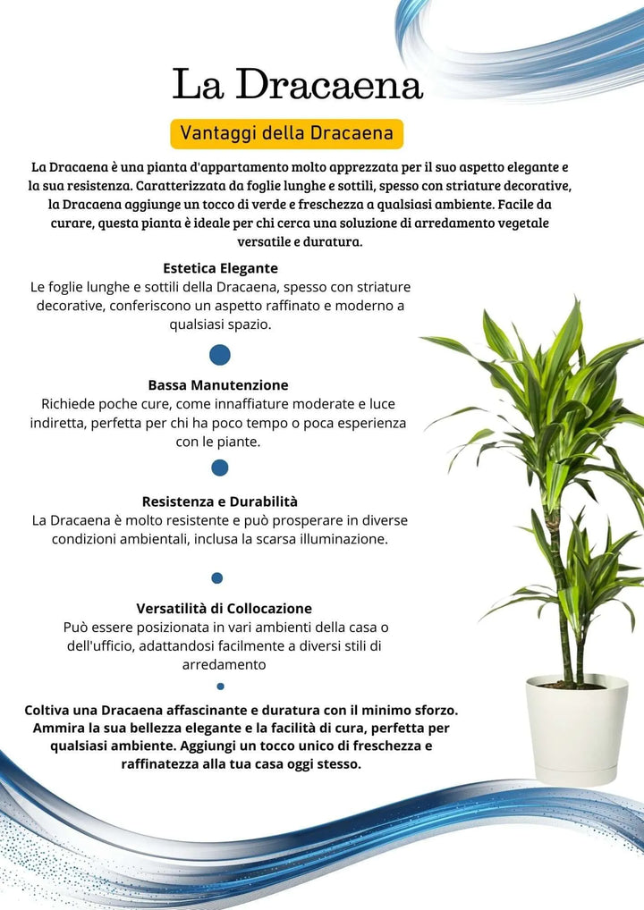 Dracaena Lemon Lime - vista dall'alto del fogliame vibrante e luminoso