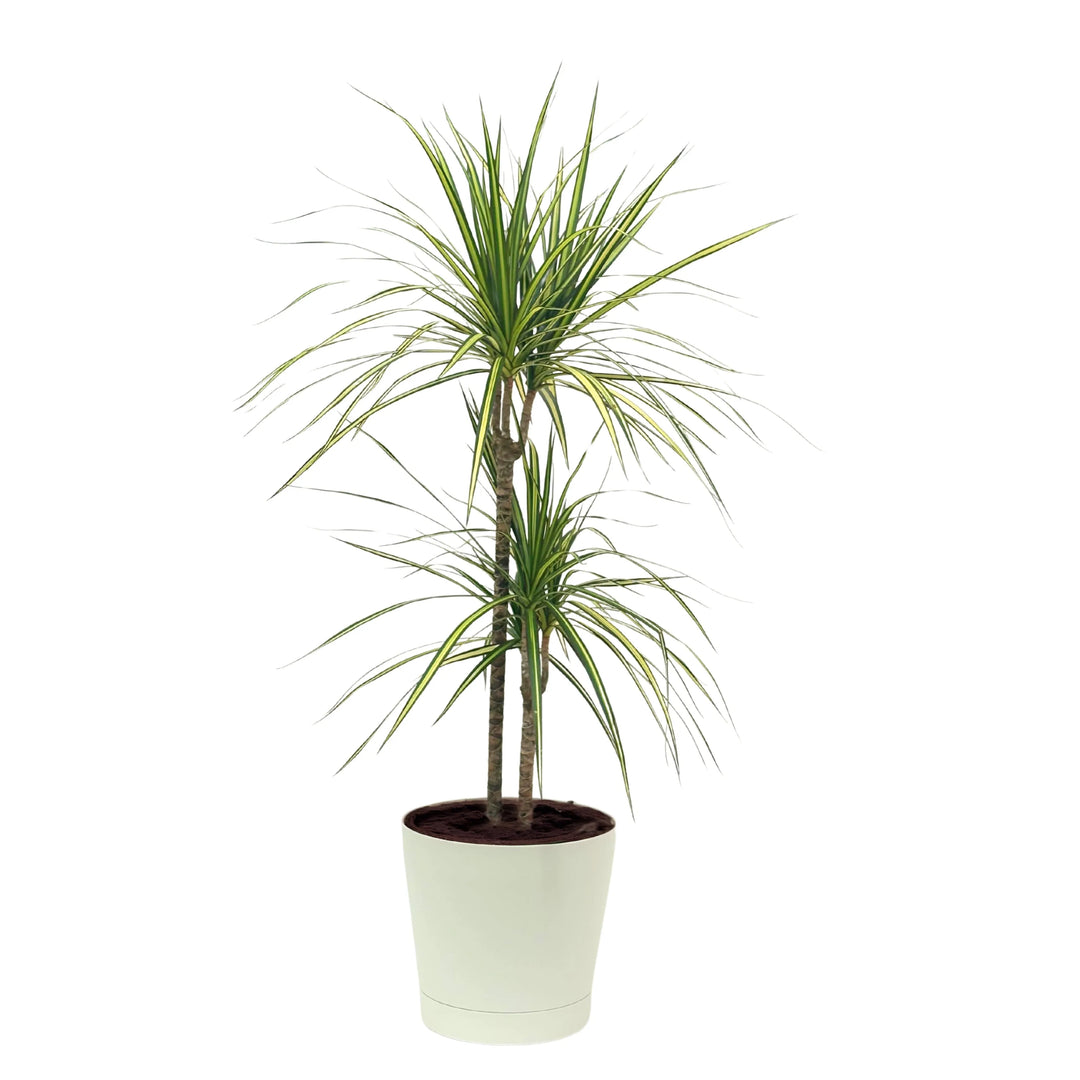 Dracena Marginata Kiwi - elegante pianta in vaso bianco, con foglie a ciuffo e striature dorate