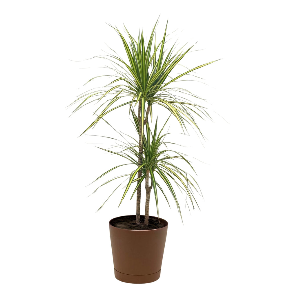 Dracena Marginata Kiwi - pianta a due fusti in vaso grigio, ideale per ambienti contemporanei