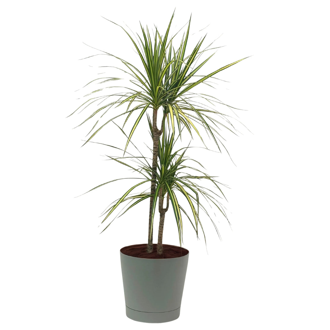 Dracena Marginata Kiwi - pianta tropicale in vaso marrone, con fogliame slanciato per appartamento