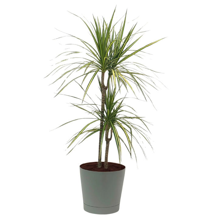 Dracena Marginata Kiwi - pianta tropicale in vaso marrone, con fogliame slanciato per appartamento