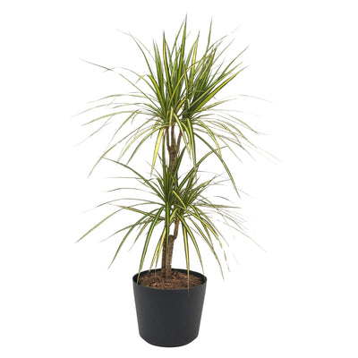 Dracaena Marginata kiwi in vaso Orione D. 24 cm