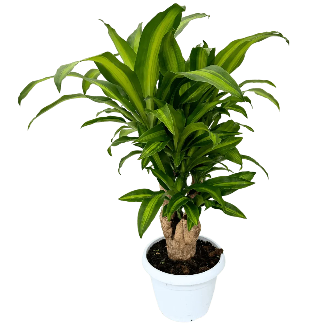 dracaena massangeana entretien Dracaena Massangeana Plante d'Intérieur Élégante Jardins de — i Giardini di Giulia