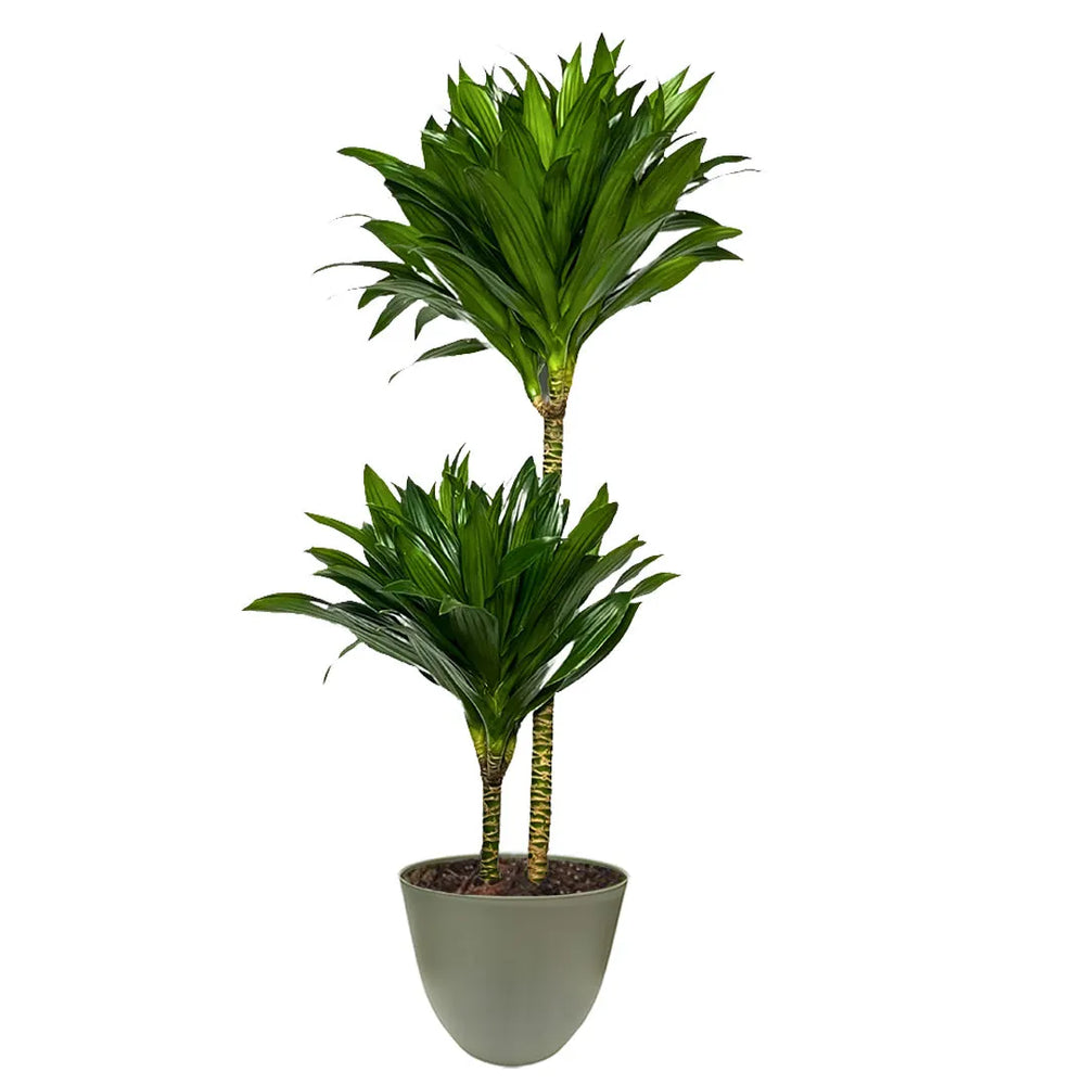 Dracaena Compacta - pianta con foglie verdi lucide in vaso verde arrotondato