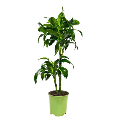 DRACAENA DORADO D.24 Vaso plastica