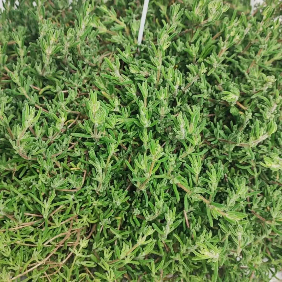 Drosanthemum hispidum barba di giove - Dettaglio ravvicinato di foglie carnose e steli ricadenti