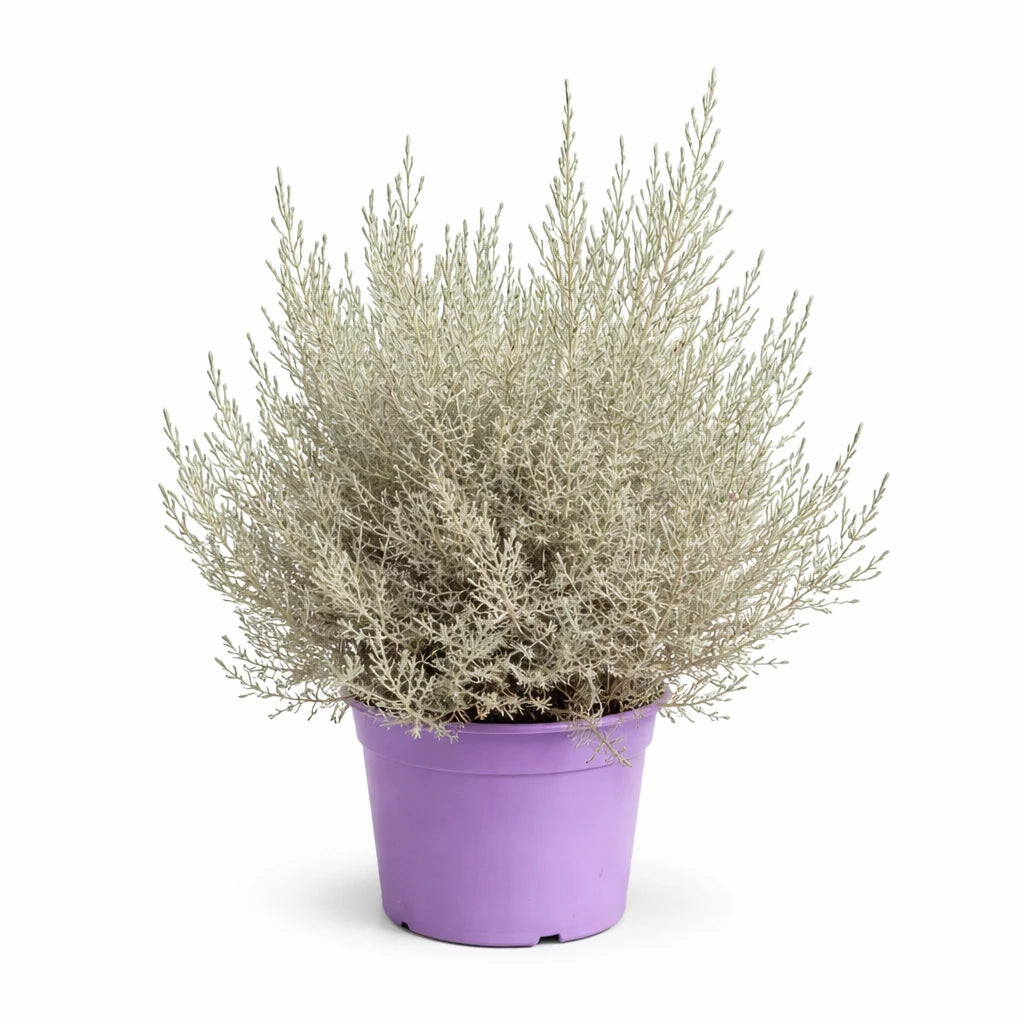 Eremophila (myoporaceae) D.22 - pianta ornamentale in vaso con fiori rosa