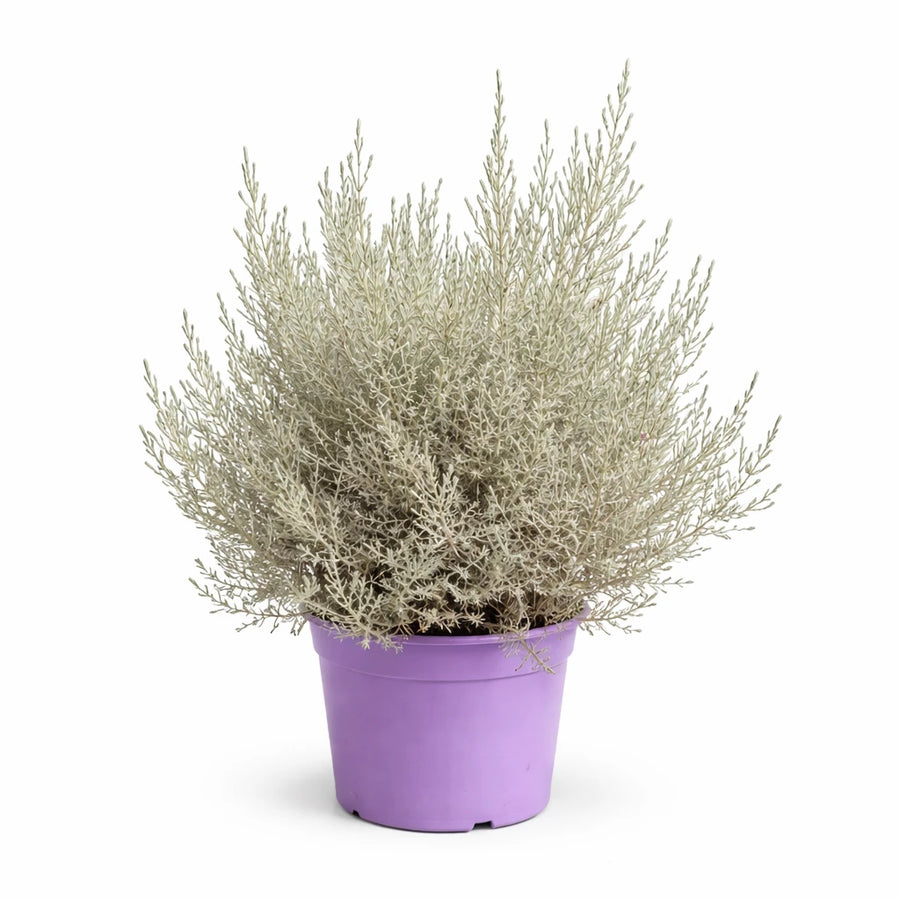 Eremophila (myoporaceae) D.22 - pianta ornamentale in vaso con fiori rosa