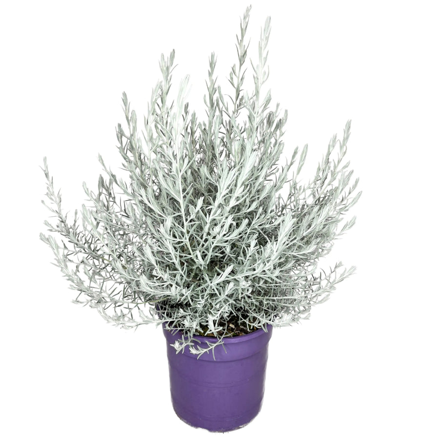 Eremophila Nivea D.40 cm - pianta ornamentale con foglie argentate in vaso