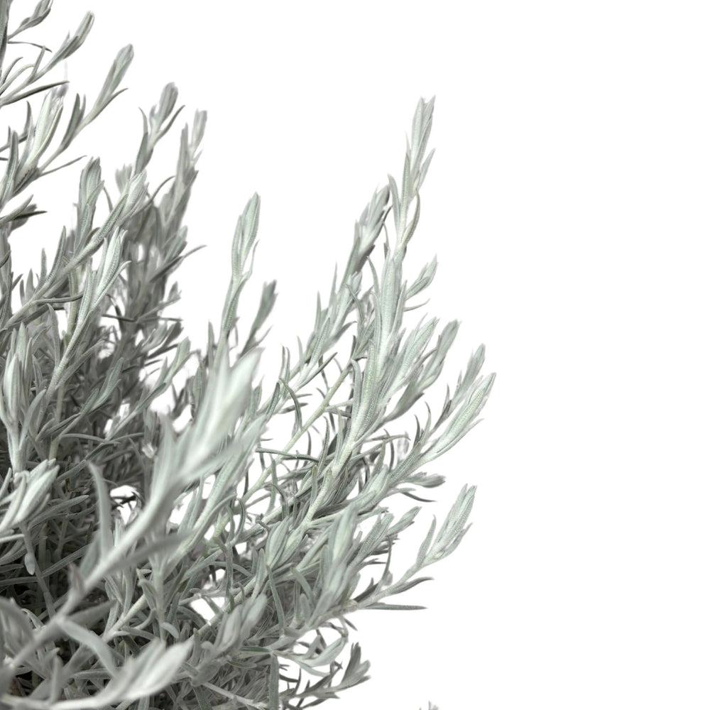 Eremophila Nivea D.40 cm - dettaglio foglie vellutate e argentate