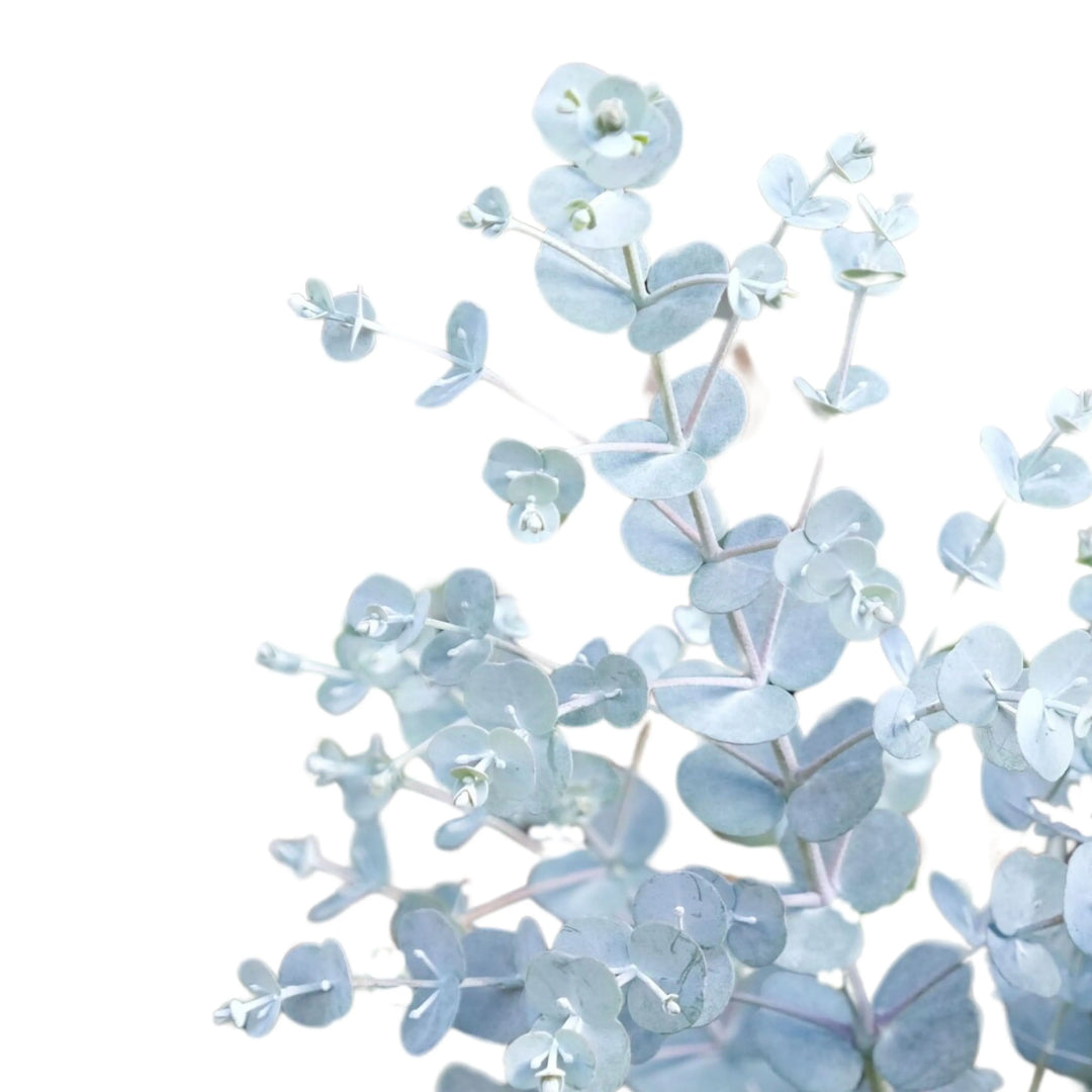 Eucalyptus Gunnii - dettaglio delle foglie tondeggianti verde-grigio e profumate