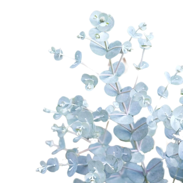 Eucalyptus Gunnii - dettaglio delle foglie tondeggianti verde-grigio e profumate