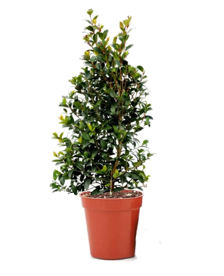 Eugenia Myrtifolia New Port - pianta ornamentale verde in vaso, vista frontale