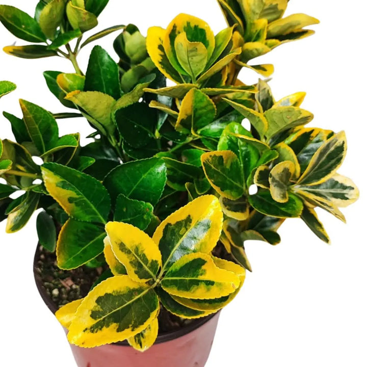 Euonymus Aurea in vaso - esempio di pianta compatta per balconi e terrazzi