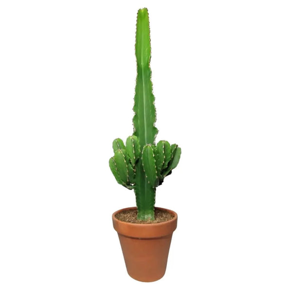 Euphorbia ingens, hauteur de la plante : 80 cm