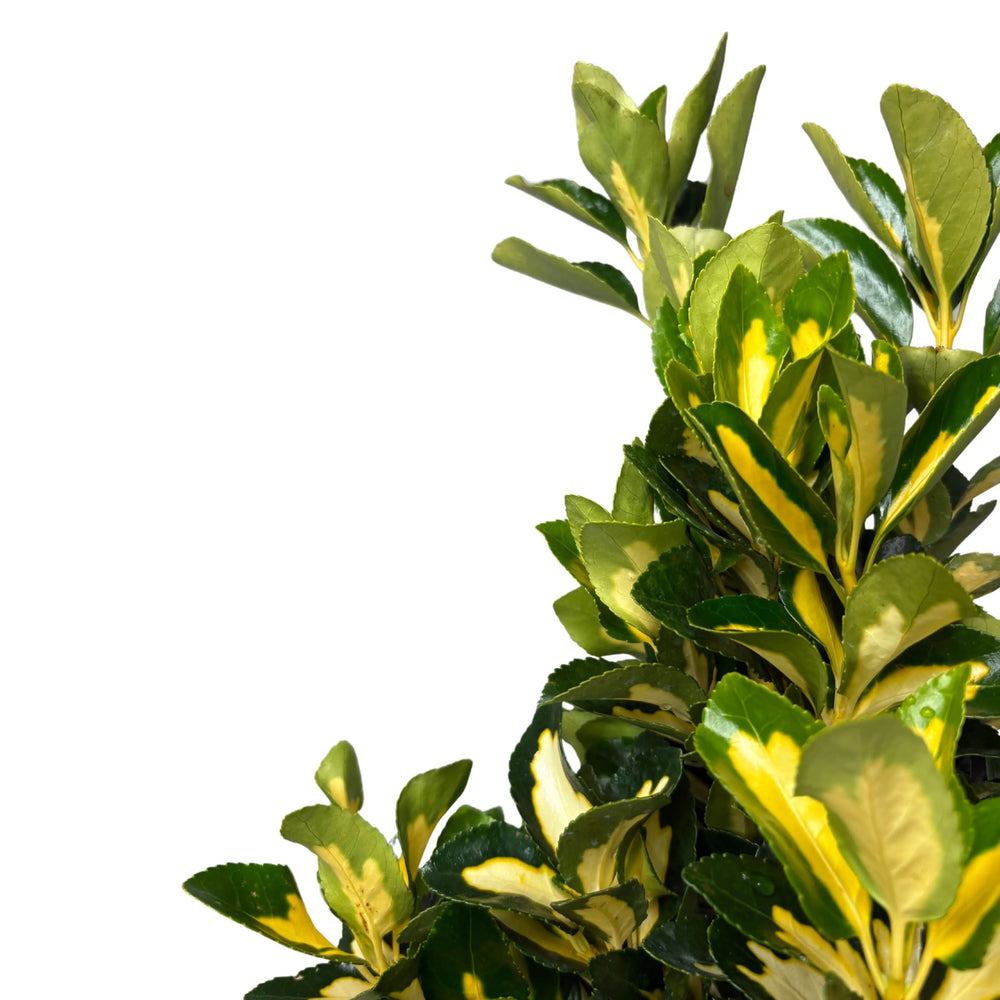 Evonimo Livornese - dettaglio delle foglie verdi brillanti della pianta da esterno