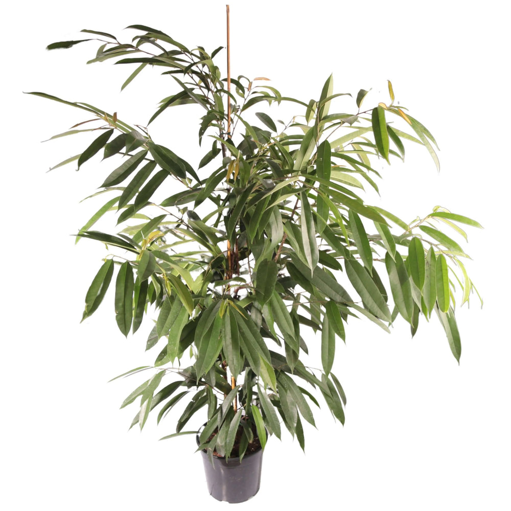 Ficus Amstel King - dettaglio ravvicinato delle foglie verdi affusolate e lucide