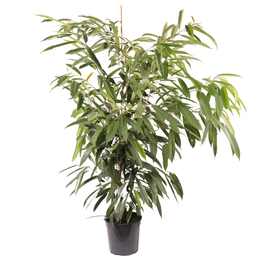 Ficus Amstel King - pianta da interno elegante in vaso in un ambiente luminoso