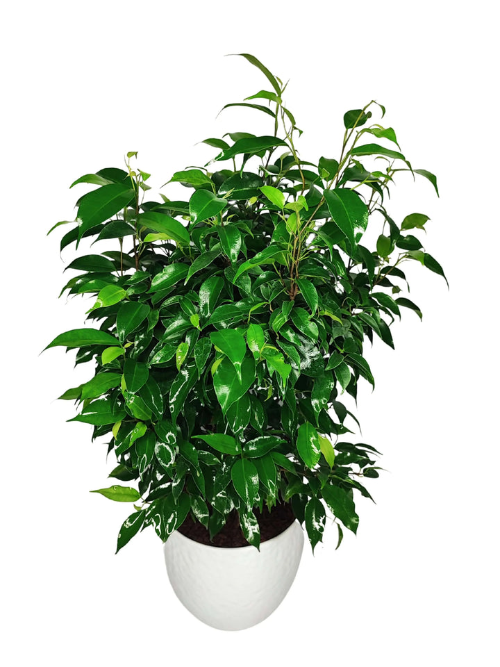 Ficus Benjamin - Altezza Pianta 55 cm, Vaso 'Boston' Diametro 19 cm, con coprivaso avorio
