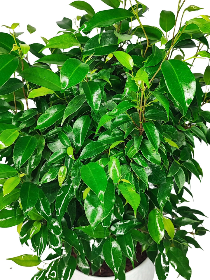 Ficus Benjamin - Altezza Pianta 55 cm, Vaso 'Boston' Diametro 19 cm, con coprivaso antracite