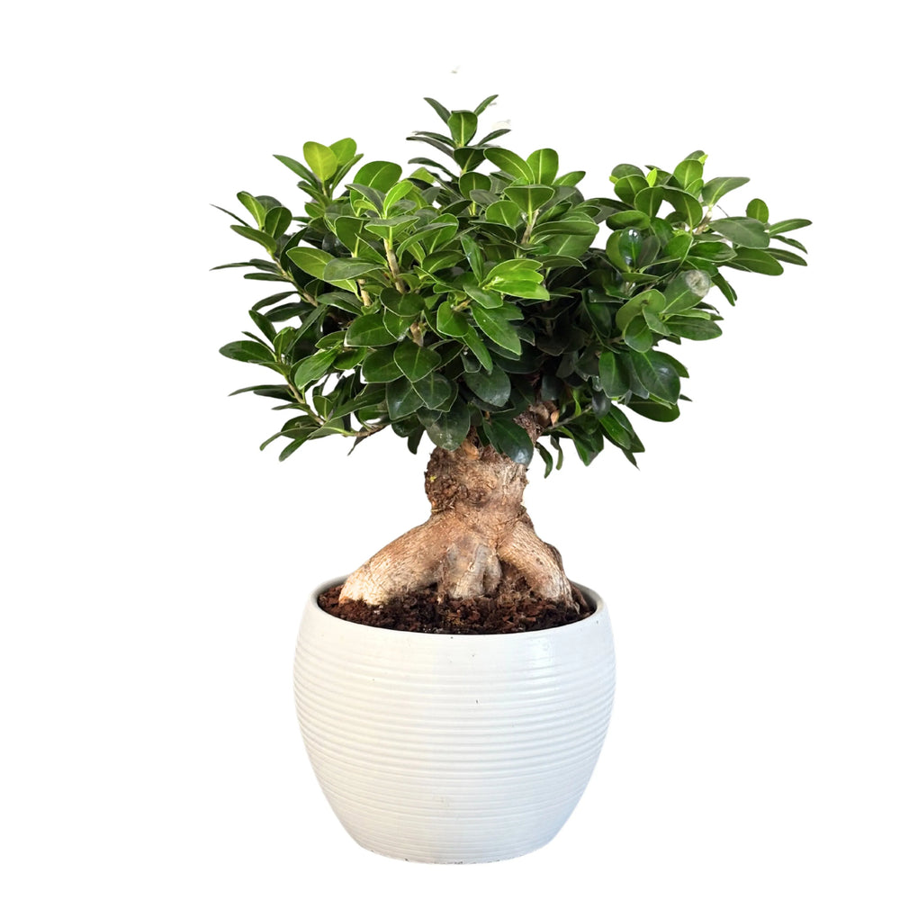 Bonsai Ficus Ginseng 50 cm - tronco esposto e fogliame verde brillante