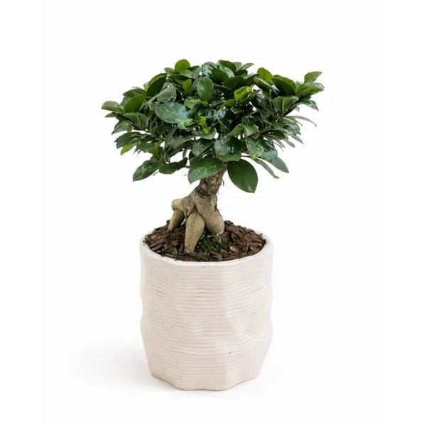Bonsai Ficus Ginseng in vaso di ceramica Ermes, con radici aeree e fogliame verde lucido, primo piano