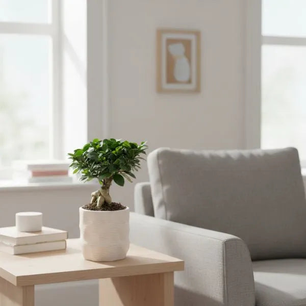 Bonsai Ficus Ginseng su tavolino moderno, vaso Ermes in ceramica artigianale, in ambiente domestico elegante