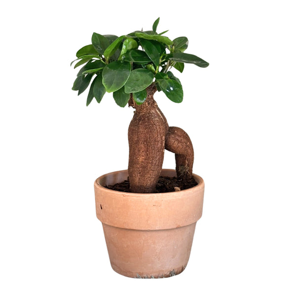 Bonsai Ficus Ginseng in vaso di terracotta D. 11 cm H. 20 cm