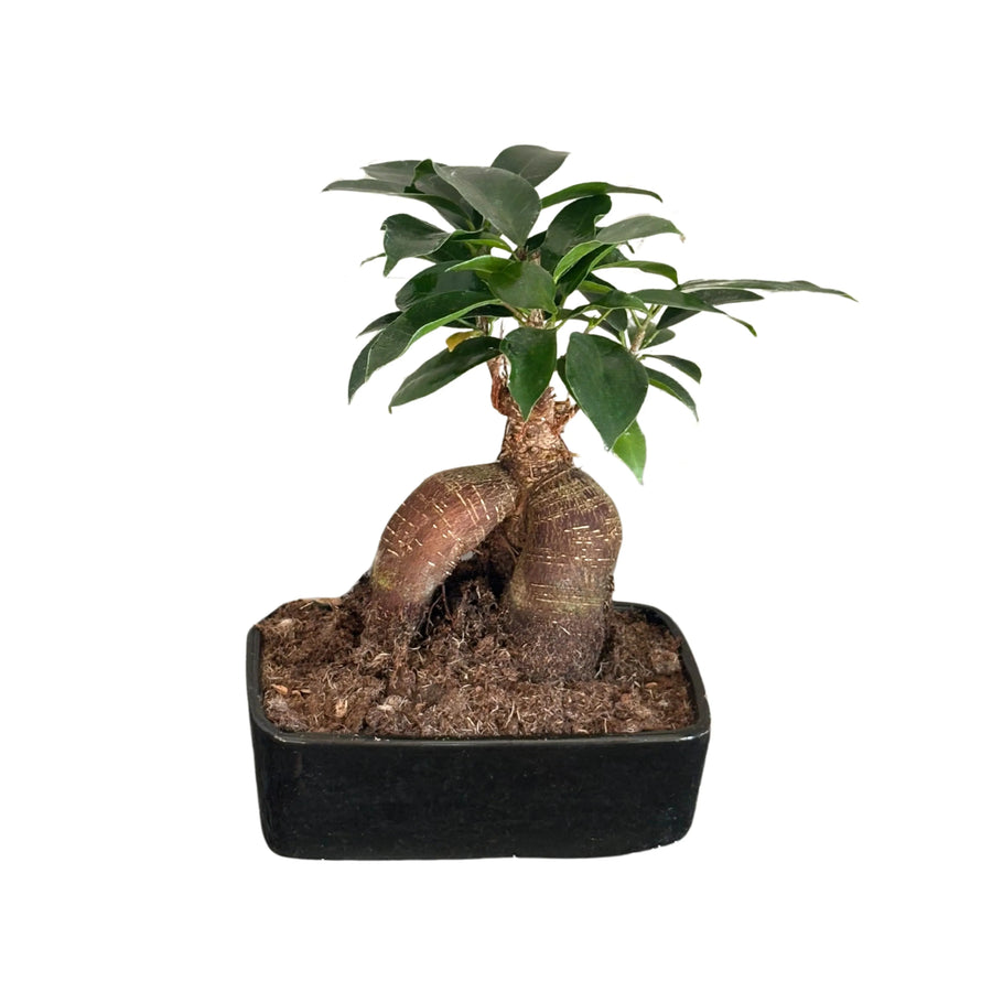 BESTonZON 12 Pezzi Decorazioni Decorazioni Verde Bonsai BESTonZON 12 Pezzi Decorazioni Decorazioni Verde Bonsai