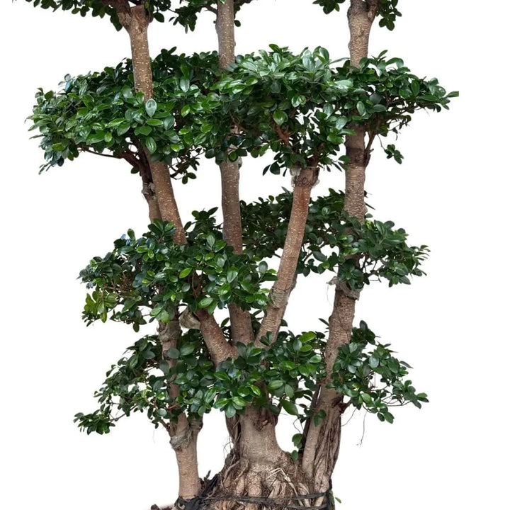 Dettaglio centrale del Ficus Microcarpa Multiroot Shape con struttura ramificata e foglie verde brillante

