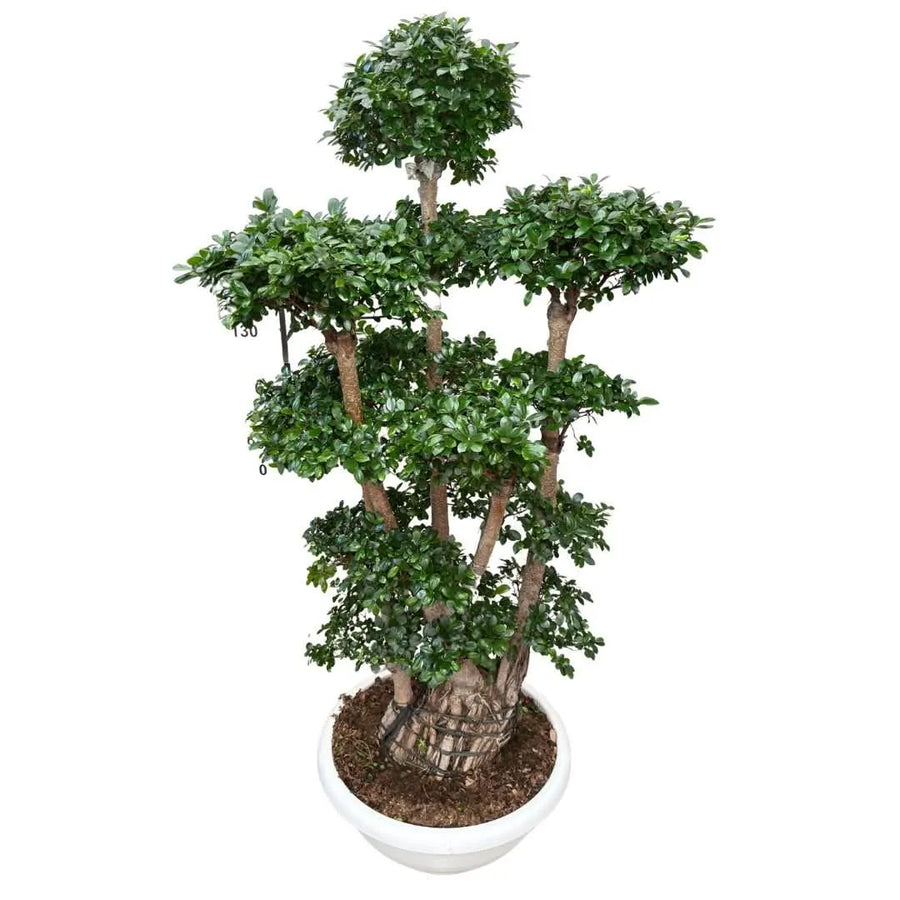 Ficus Microcarpa Multiroot Shape in vaso bianco, altezza 220 cm, vista completa della pianta con chiome compatte e radici esposte