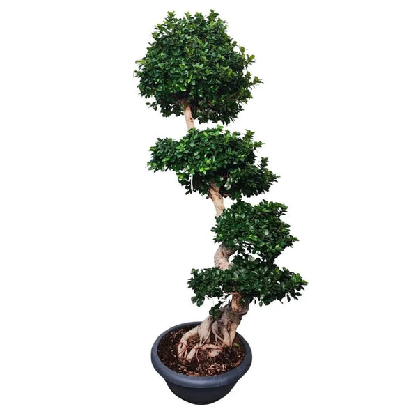 Ficus Microcarpa S-Shpe D.60 H.210