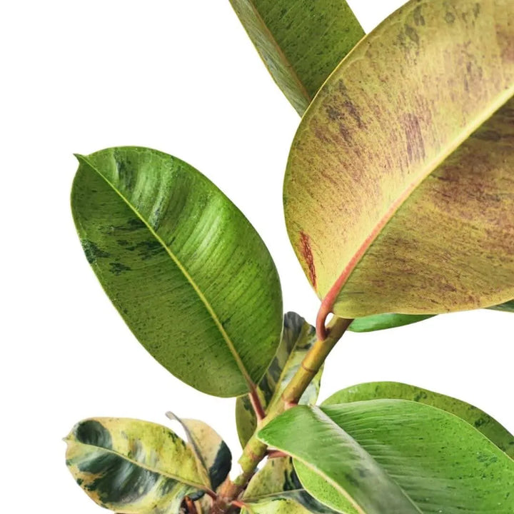 Ficus Moraceae - pianta verde per arredamento casa