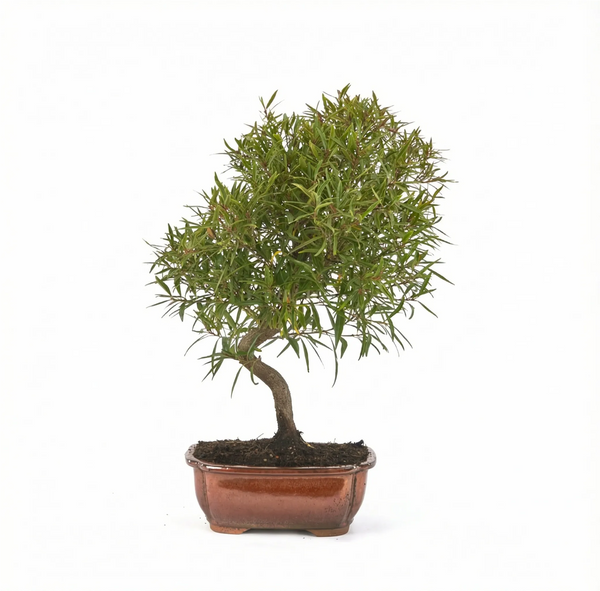 Bonsaï Ficus neriifolia 12 ans - Collection Premium
