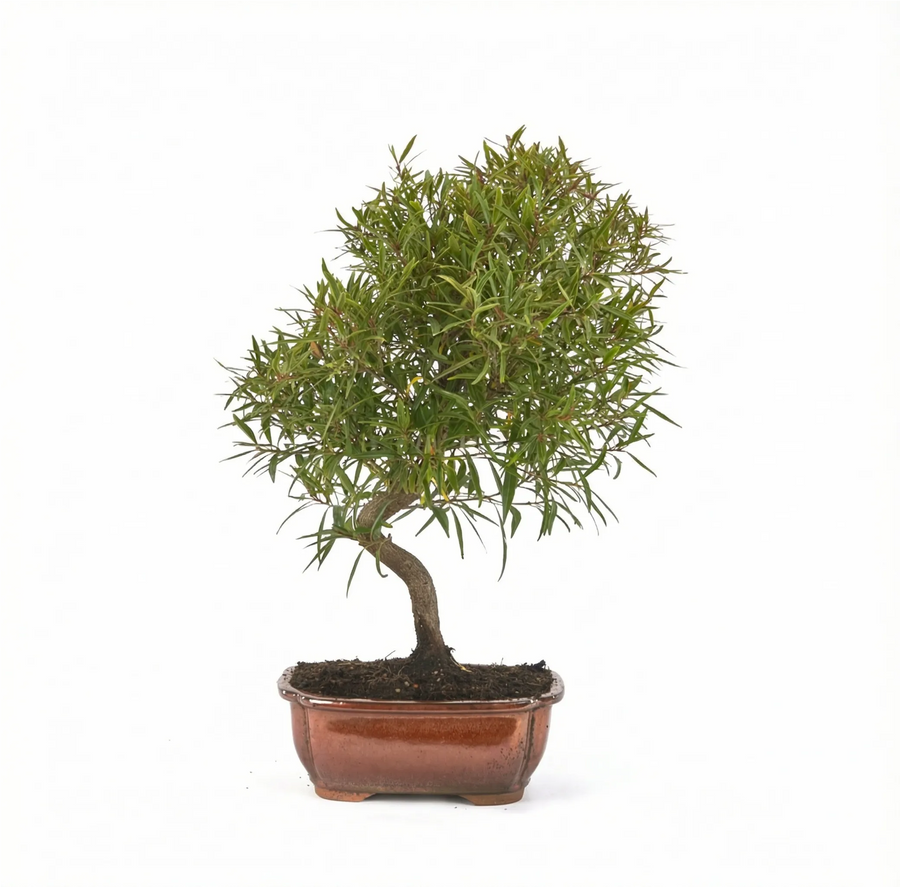 Bonsai Ficus Neriifolia da interno in vaso basso di ceramica marrone, foto prodotto su sfondo bianco